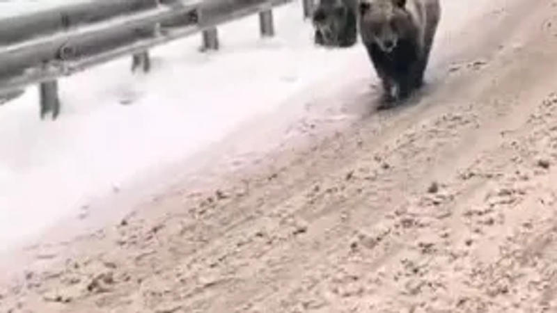 Bears enjoying snowfall in Kashmir