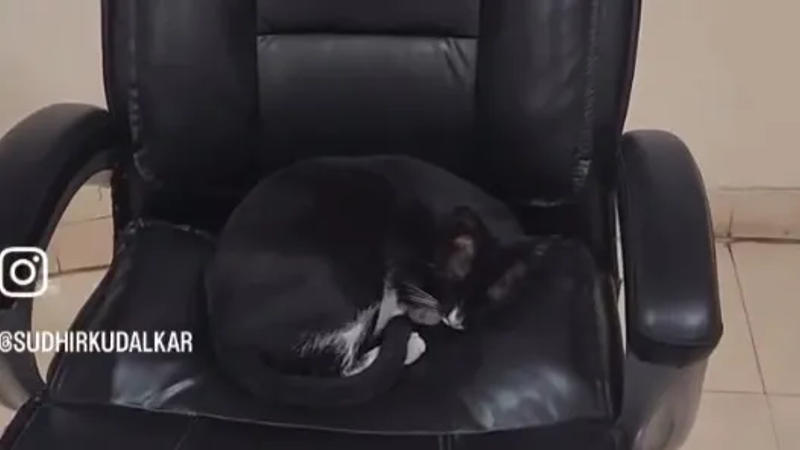 Cat sleeping on senior inspector's chair, refuses to give