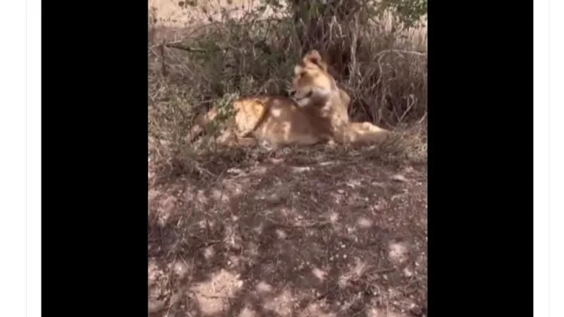 Viral Video: Man Faces Dilemma as iPhone Lies Before Lion in Wildlife Sanctuary 