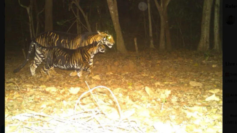 Rare pictures of black tigers shared by IFS officer goes viral on internet