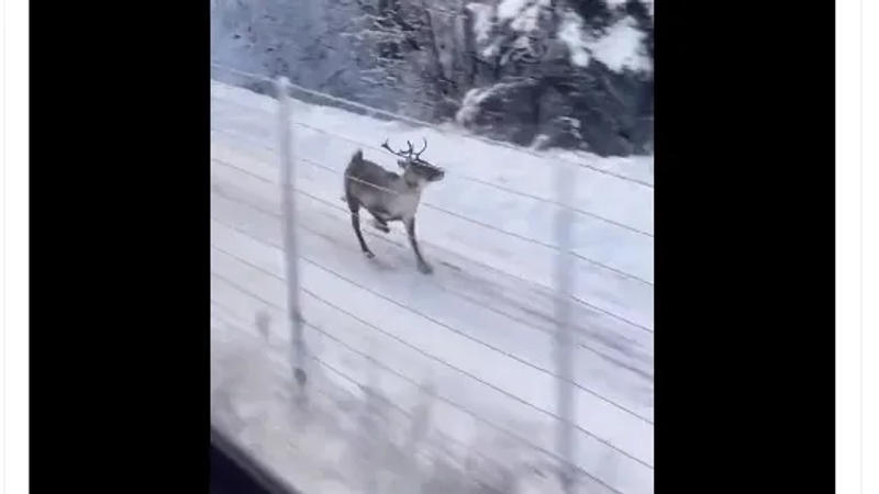 Rudolph is running late for Christmas video goes viral