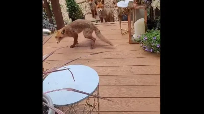 Video Viral: Fox returns with family after kind gesture 