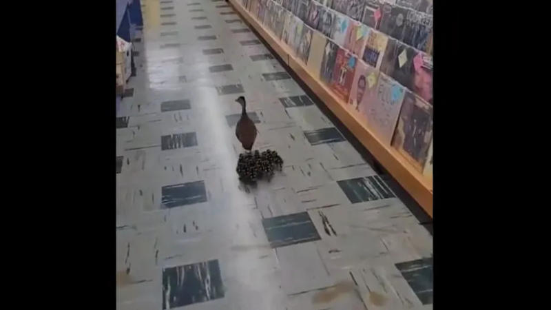 Family of Ducks visits music store