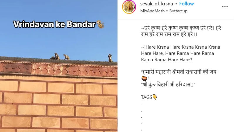 Monkey Snatches iPhone in Vrindavan Temple, Video Viral