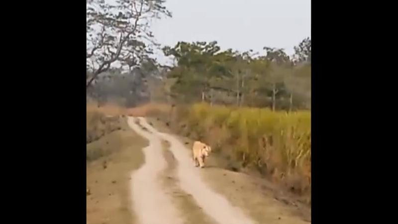 Rare 'Golden Tiger' Takes a Stroll in Kaziranga National Park
