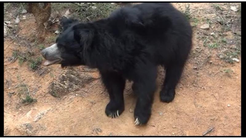 Two bears attacked farmers working in cashew plantations near Gaduru and Deppuru villages of Srikakulam district today morning.