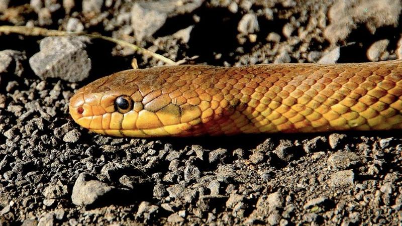UP Man Miraculously Survives 5 Snake Bites in 45 Days