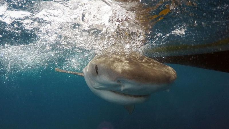 Shark Attack Bahamas