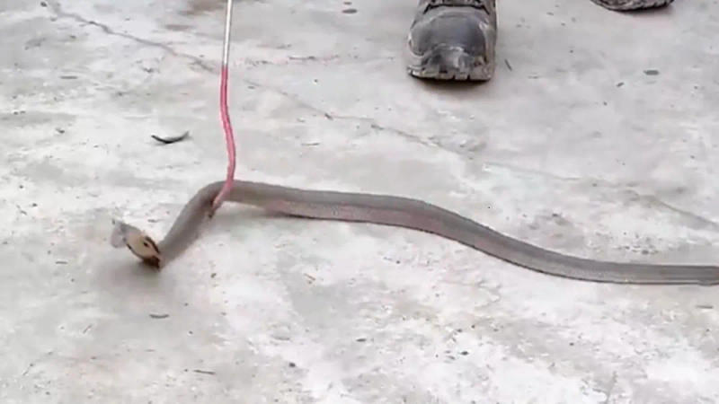 ATM dispenses snake 