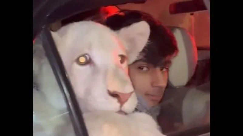 Viral Lion Cub Video In Pakistan