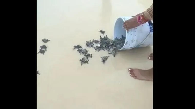 Viral: Women Releasing Baby Turtles Into The Sea