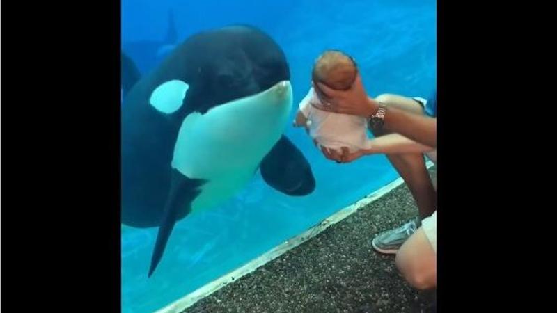 Rare video of killer whale examining a human newborn baby