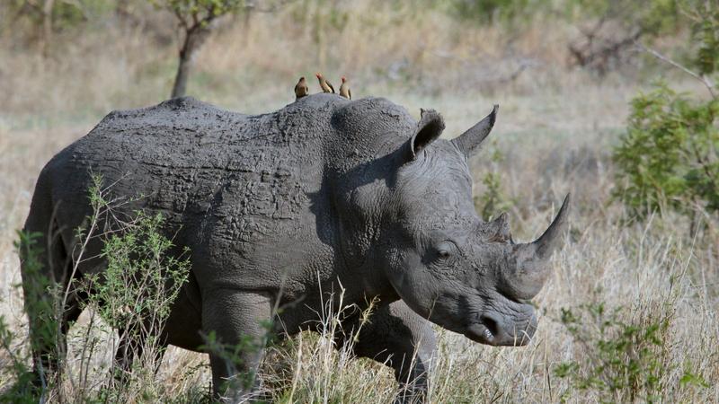 World Rhino Day