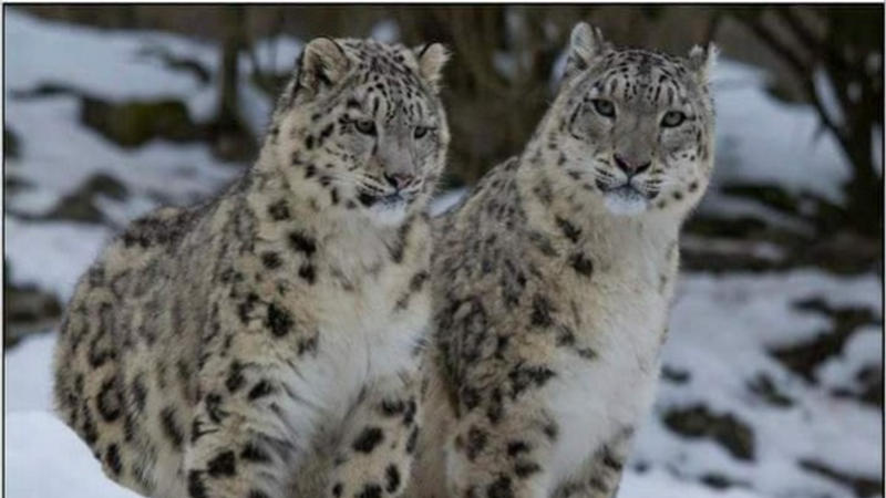 Scientific Exercise Reveals India's Snow Leopard Population
