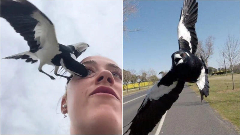 Aussie influencer shared terrifying footage of herself getting attacked by a magpie 