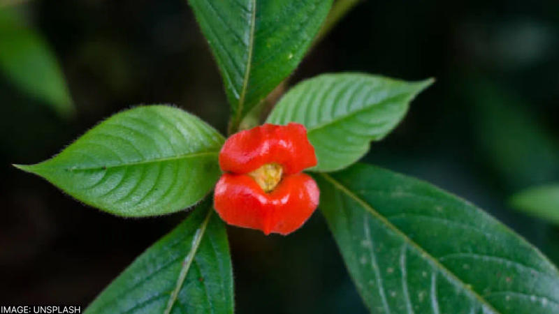 Hot Lips Plant Faces Extinction Amid Deforestation