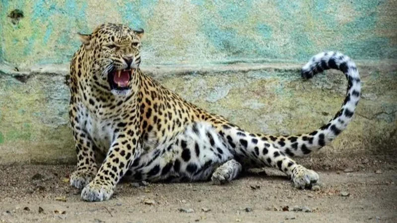 Child killed in leopard attack in Pune