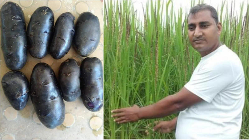 Black Potato Grown In Prayagraj, UP