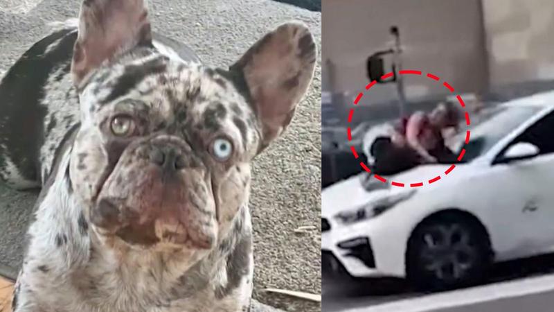 Woman clings to hood of speeding car after thieves stole her French bulldog in LA