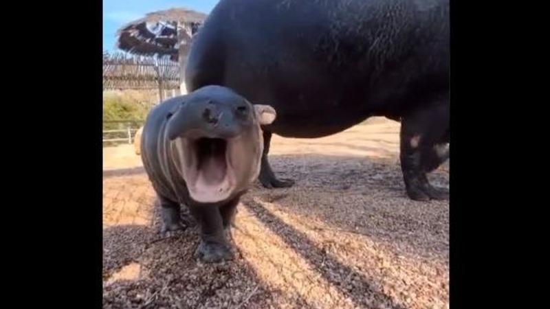 Video Of Baby Hippopotamus Yawning Goes Viral