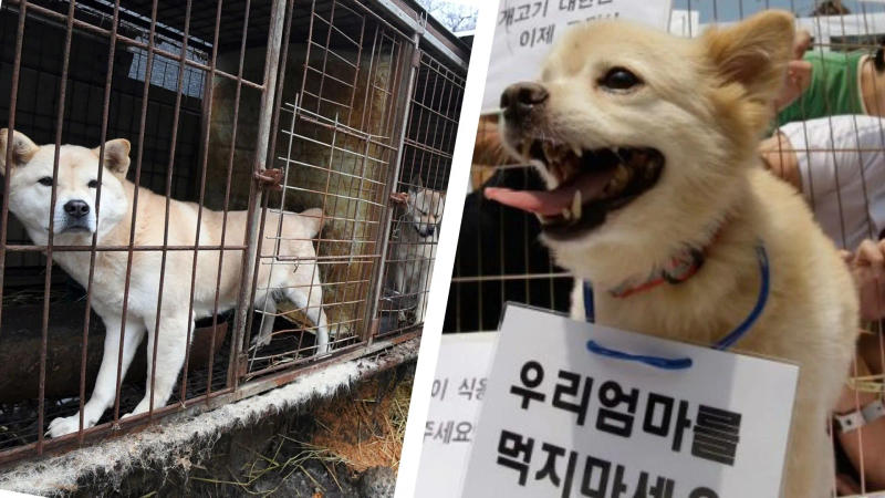 This new regulation will effectively halt the killing, breeding, selling, or trading of dog meat for consumption starting in 2027.