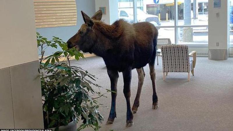 Moose, Alaska Hospital