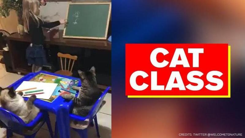 Video of cats being taught by little girl wins hearts