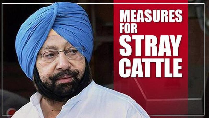 Amarinder Singh forms a sub-committee to tackle stray cattle thre ...