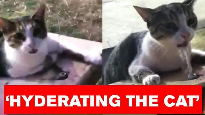 Cat struggling to drink water gets helped by human, video wins internet