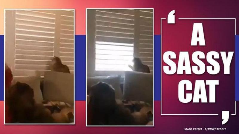 COVID-19: This cat-human interaction amid lockdown is winning hearts on the Internet