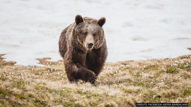 World's loneliest bear