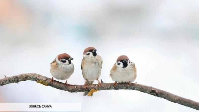 what is world sparrow day