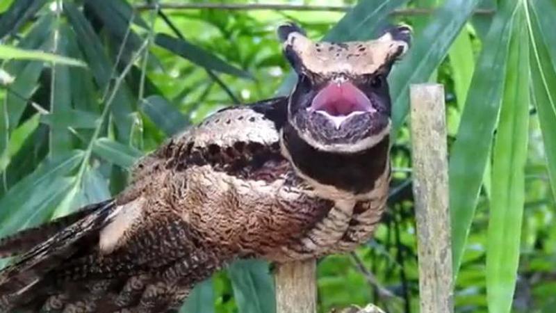 Great Eared Nightjar