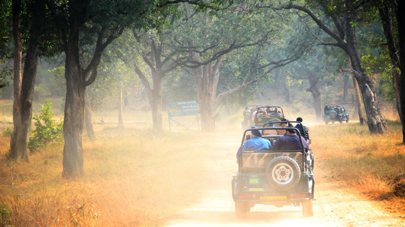 Best Wildlife Safari Parks In India Every Animal Lover Needs To Visit