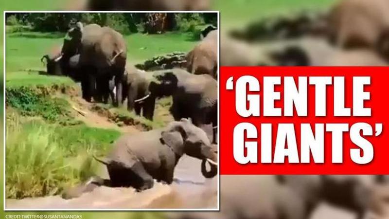 Elephant calf drifting away in river helped by mother, aunts, internet impressed