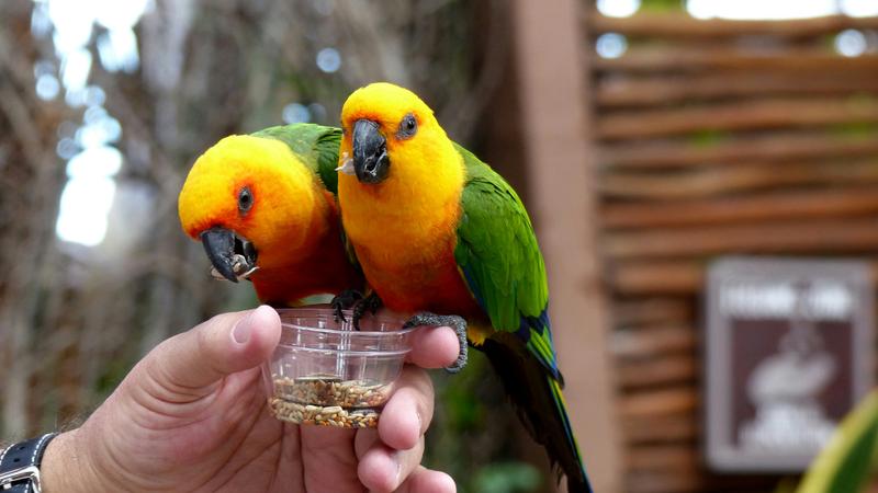 Feed Your Pet Birds These Safe And Healthy Treats