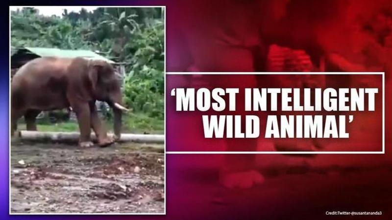 Video of elephant cleaning feet with stick surfaces, netizens call it 'pedicure'