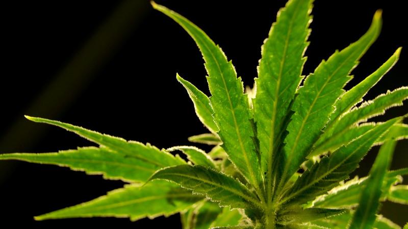 As per an AP report, the US is about to reclassify marijuana as a less dangerous drug. 