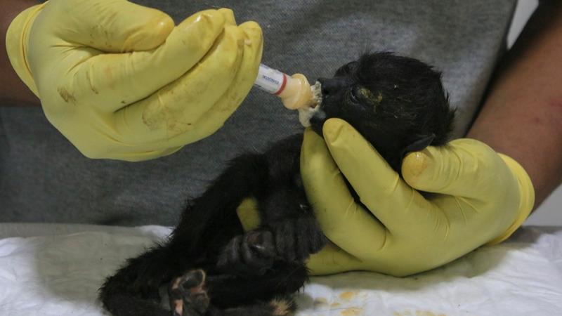 A veterinarian feeds a young howler monkey rescued amid extremely high temperatures in Tecolutilla, Mexico. 