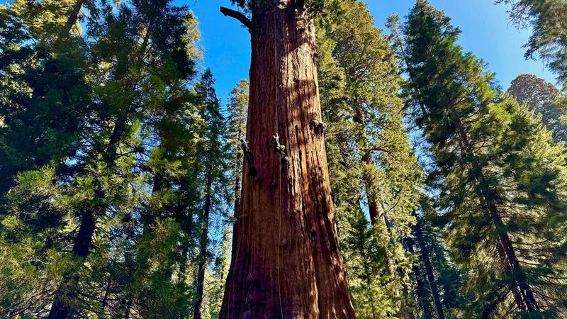 Researchers recently climbed the General Sherman to inspect the 275-foot tree for evidence of a bark beetle infestation. 