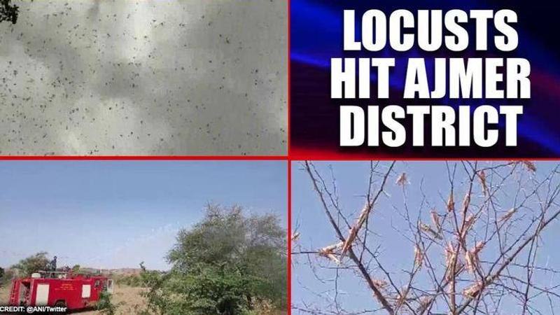 Locusts