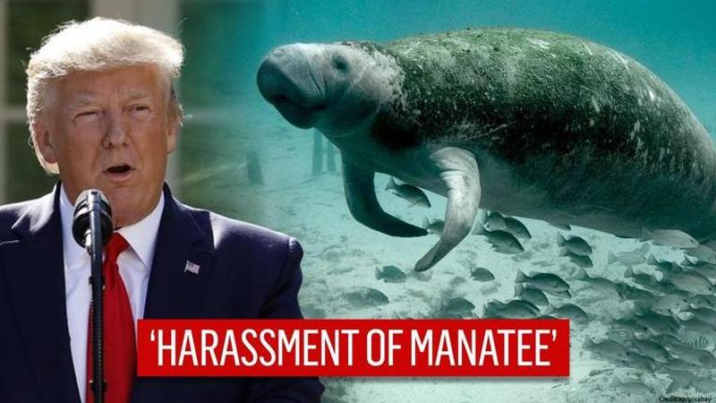 Manatee