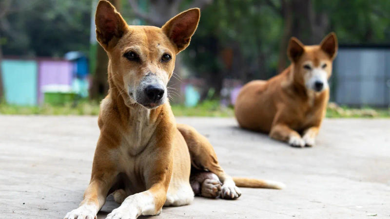 Indian dog breed 