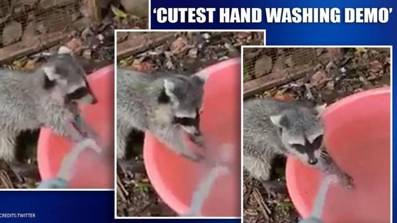 Coronavirus: Animals giving the cutest hand washing demo are now social media stars