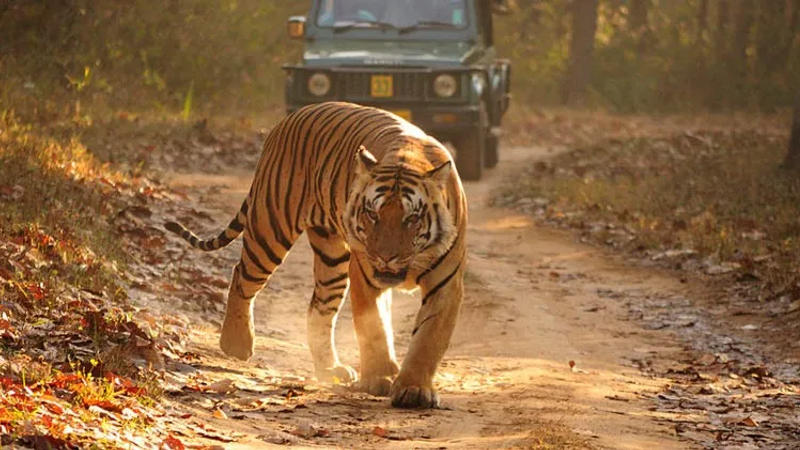 Bandhavgarh National Park