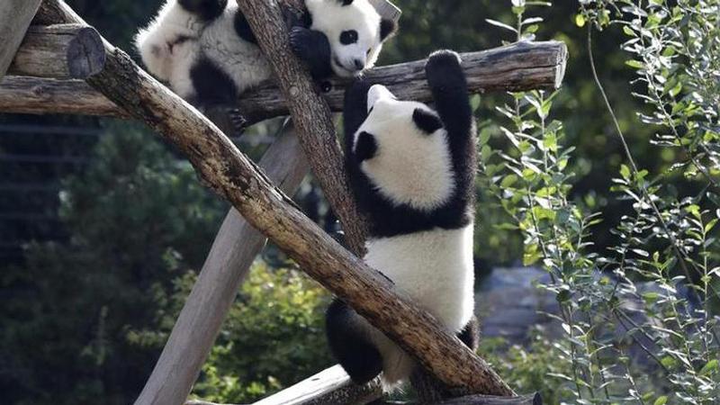 Berlin's panda bear twins celebrate 1st birthday