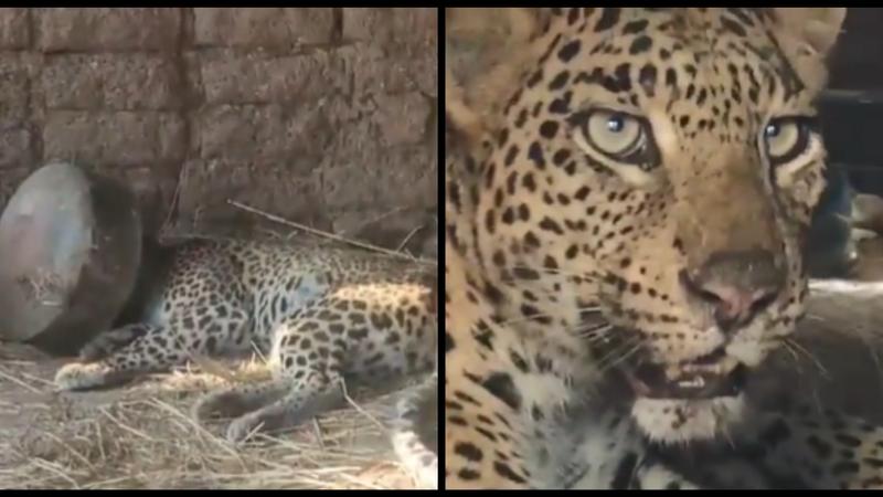 Leopard Gets Its Head Stuck In A Metal Pot For 5 Hours