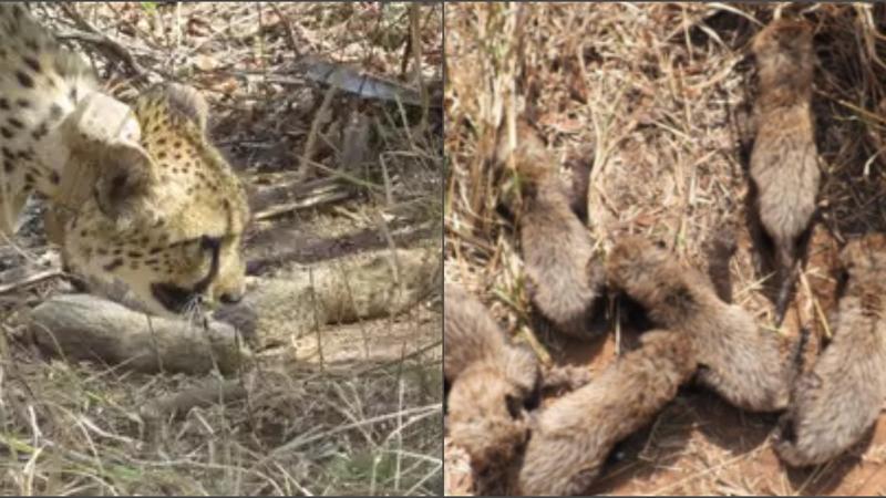 Cheetah Gamini gives birth to sixth cub at MP's Kuno National Park