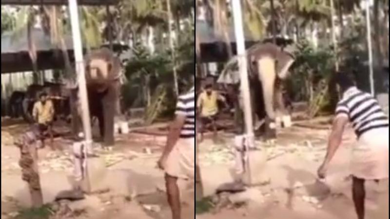 Netizens Go Wild After Video Shows Elephant Playing Cricket in Kerala