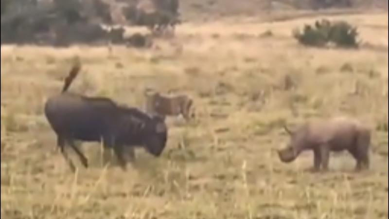 Adorable Baby Rhino Playfully Chases Wildebeest | Watch